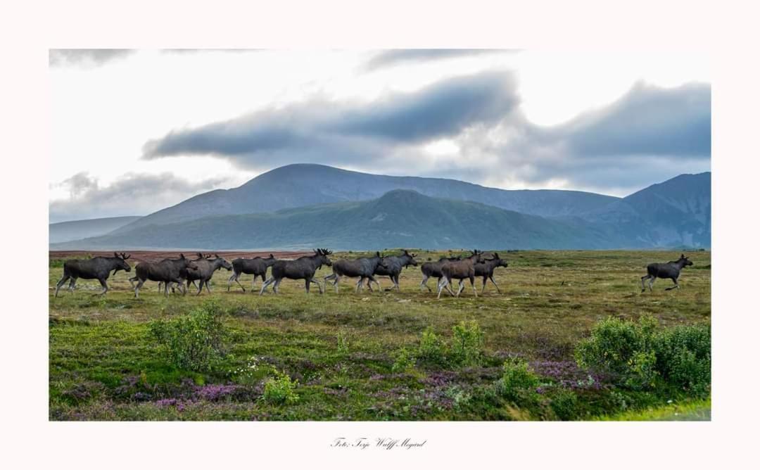 Solheim Guesthouse Dverberg Bagian luar foto